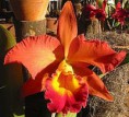 Orquídea jovem Exotic dream 